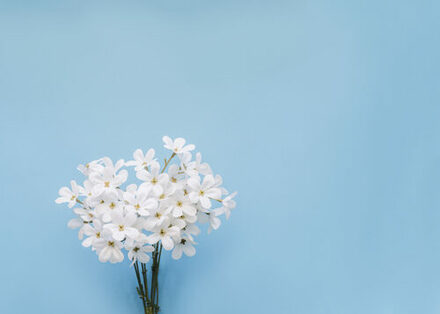 Ein Strauß weißer Blumen auf blauem Hintergrund